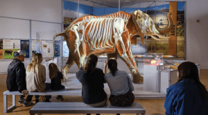 An image of an African elephant’s skeleton and muscles are projected onto a life-size model in an exhibit that highlights new science on proboscideans.