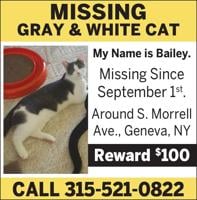 Missing Cat