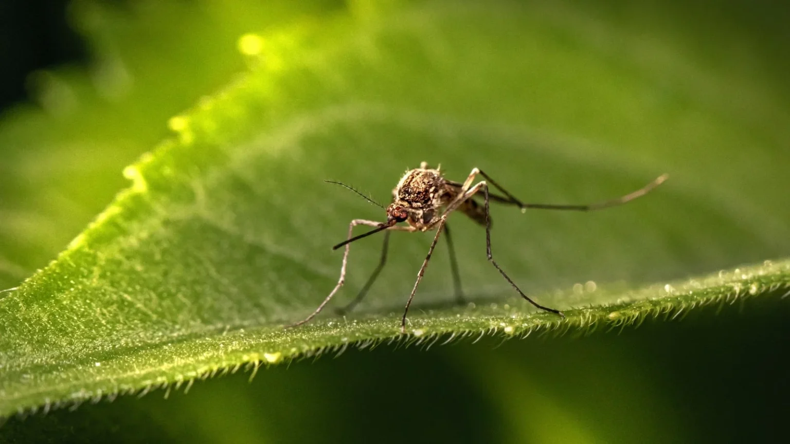 BlueDot Proven History Predicting Zika 2016 1600x900