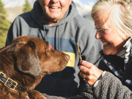 Cachorros podem sentir o estresse de seus tutores (Foto: Unsplash)