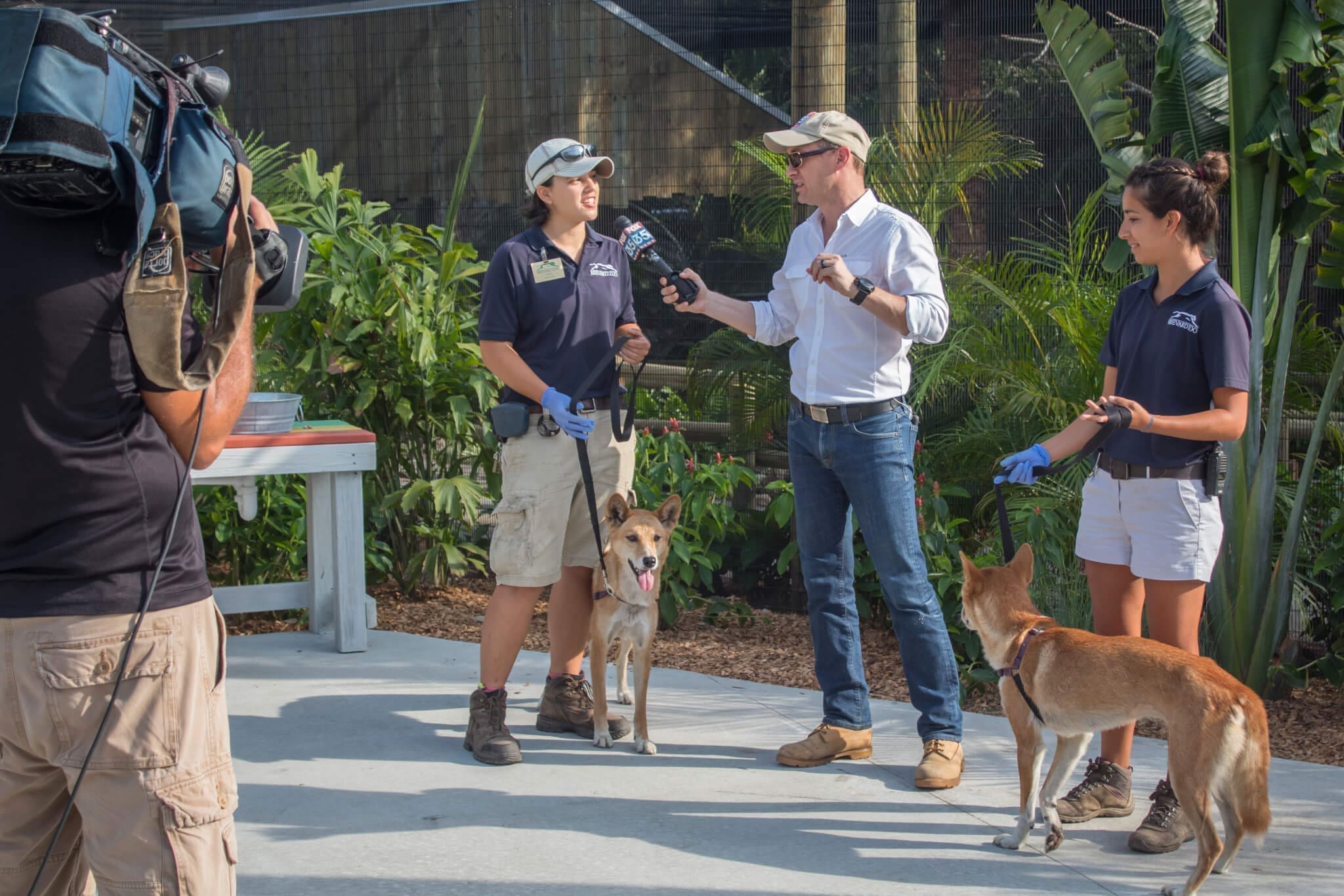 Media interviewing dingo keepers