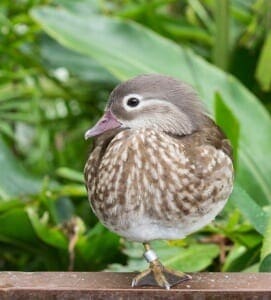 Mandarin Duck2