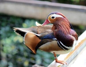 Mandarin Duck3