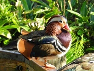 Mandarin Duck4