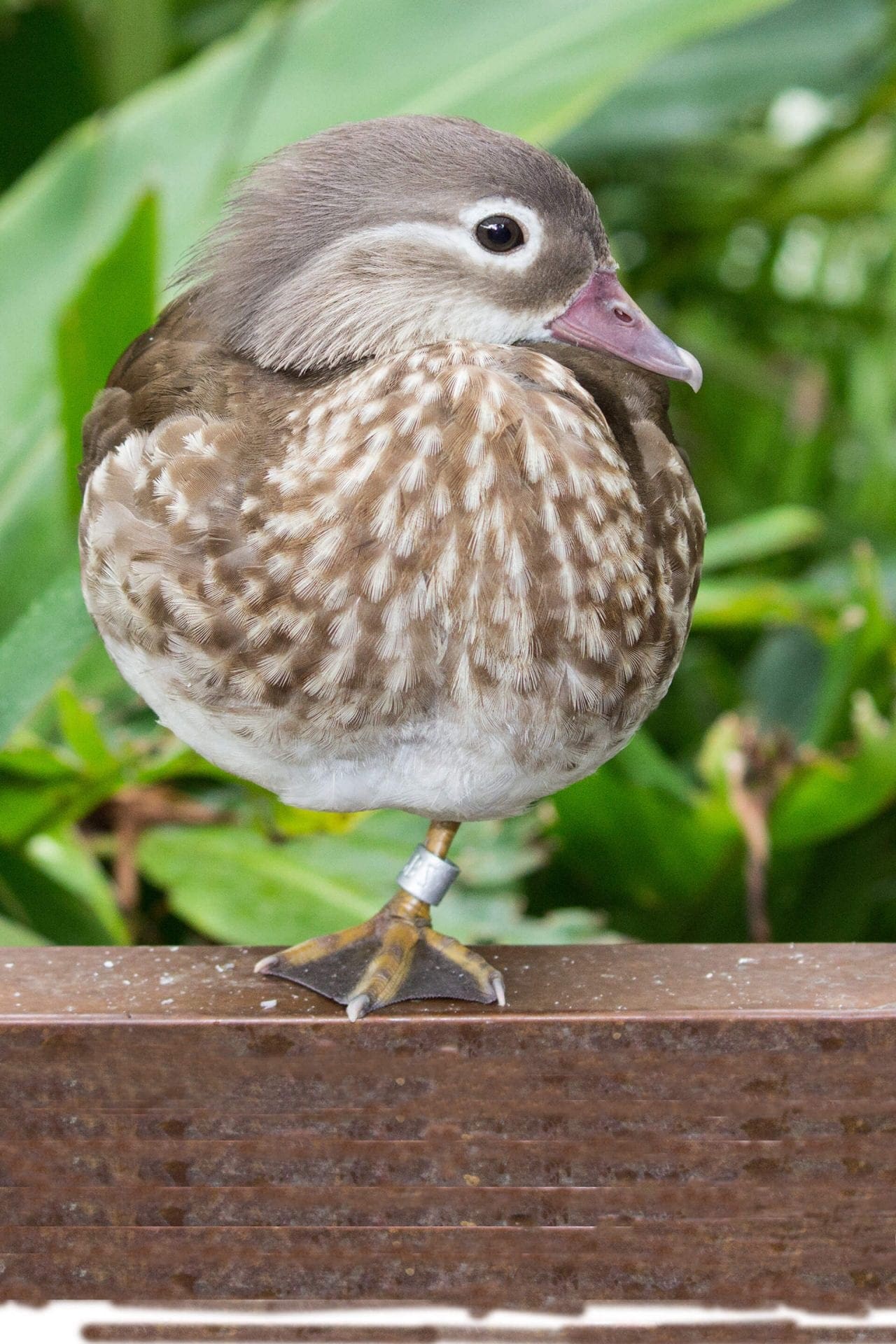 Mandarin Duck