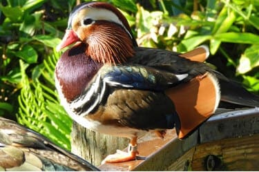 Mandarin Duck6