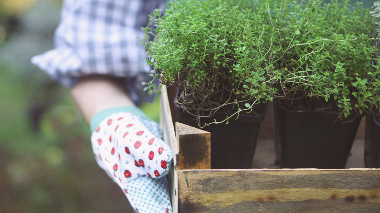 Woman Holding A Box With Herbs In Her Hands