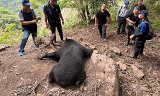 尋獲黑熊遺體左前肢受困套索，現場由警政署保七總隊第五大隊進行蒐證_71568