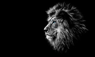 lion in black and white with blue eyes - 圖片