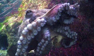 Octopus_vulgaris_2_-_Aquarium_Finisterra