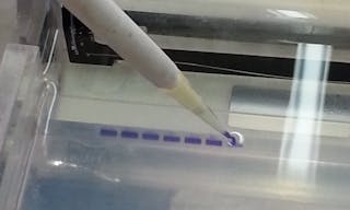 Loading_DNA_sample_into_to_agarose_gel_e