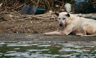 Stray dog 流浪狗