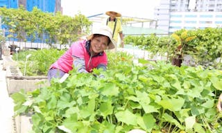 東鶯里活動中心屋頂農場