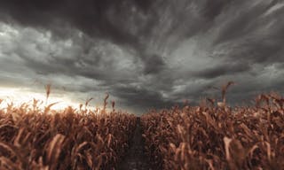 3d Rendering of pathway in the middle of withered cornfield in front of dramatic sky. Selective focus - 插圖