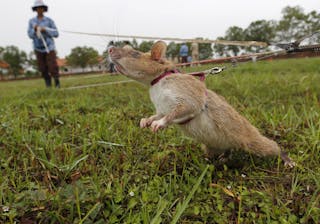 A rat being trained by the Cambodian Mine Action Centre (CMAC) is pictured on an inactive landmine field in Siem Reap province