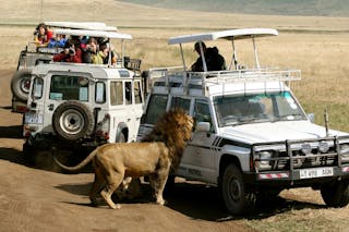 bloody tourists lion Ecotourism 生態旅遊