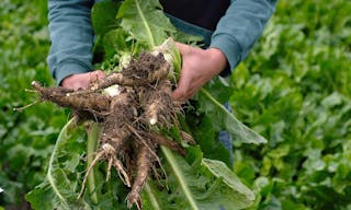 Root-Chicory-Healthy-Vegetables-Food-Chi