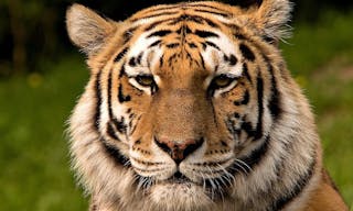 1024px-Siberischer_tiger_de_edit02