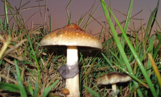 Psilocybe_Cubensis