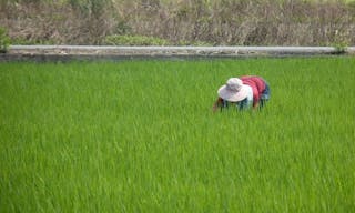 台灣若無小麥進口　農糧署：稻米足供1年需求