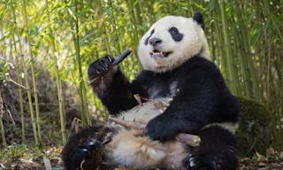 熊貓 大貓熊 Giant panda, Ailuropoda melanoleuca, sitting upright in a bamboo grove eating. - 圖片