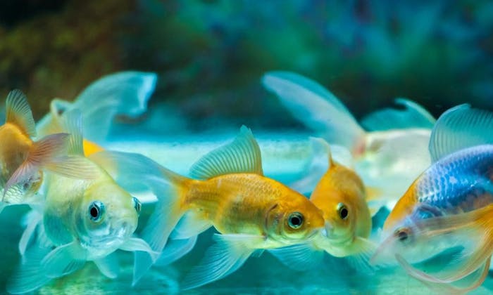 為了療癒身體和靈魂，川崎水族館推出「水族館賞櫻活動」