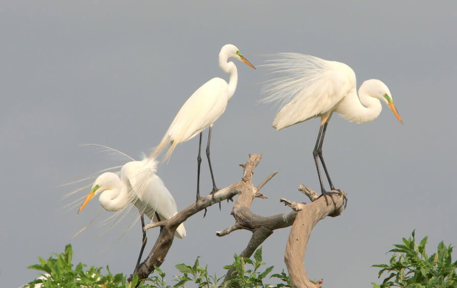 Great Egret