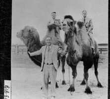 Circus Animals, Macon