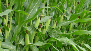 Vegetable Production