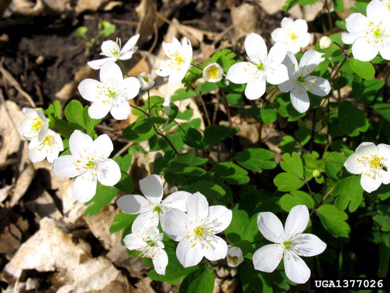 False Rue Anemone