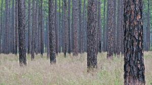 Longleaf Pine Ecosystem