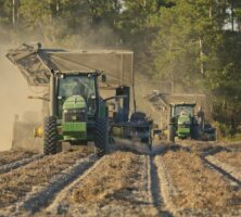 Peanut Farming