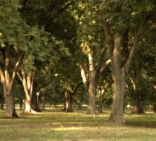 Pecan Grove