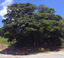 Magnolia Tree, Ponce de Leon Ballpark