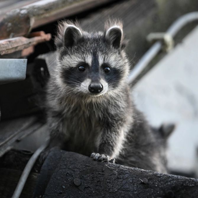 Waschbär Basel tot invasion