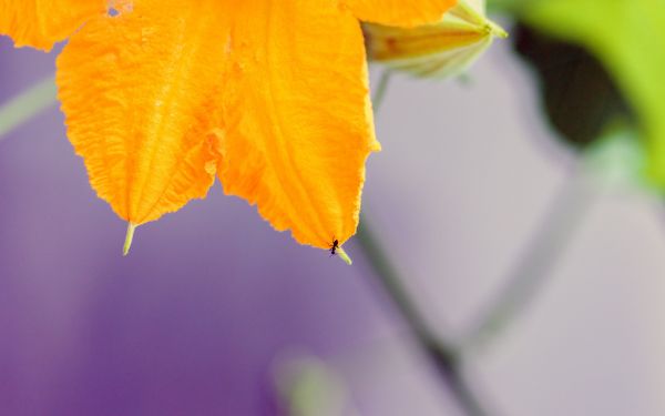 flor,abóbora