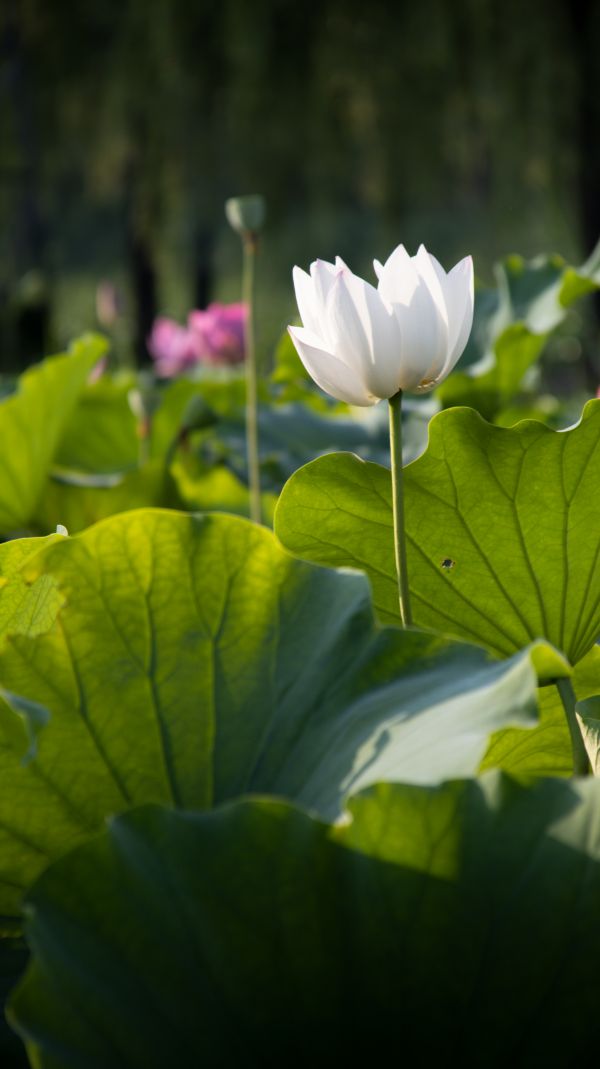 naturlig,blomst,plante,Lotus,kronblad,hellige lotus