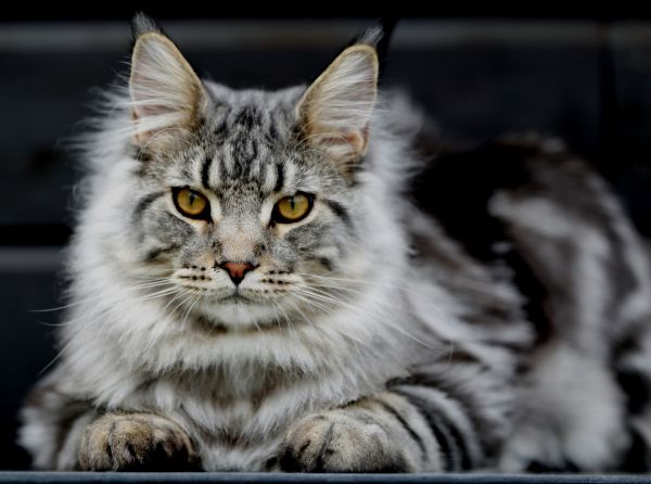 Maine Coon,gatto