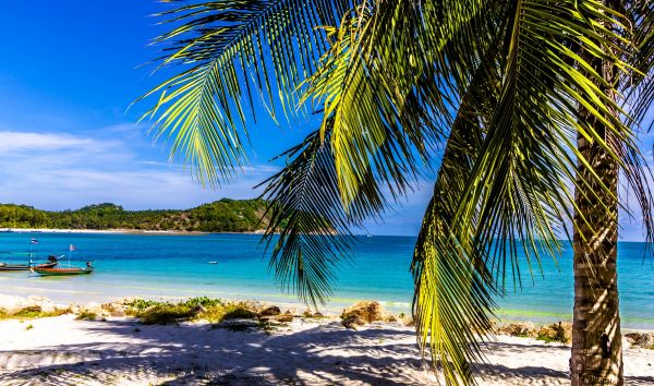 landschap,strand,kust,natuur,oceaan,palmboom