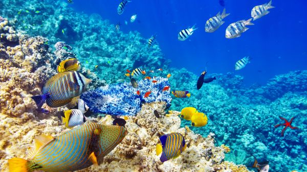 azul,Arrecife de coral,Oceano,mar