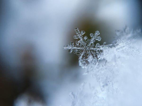 gren,närbild,Frost,is,natur,säsong