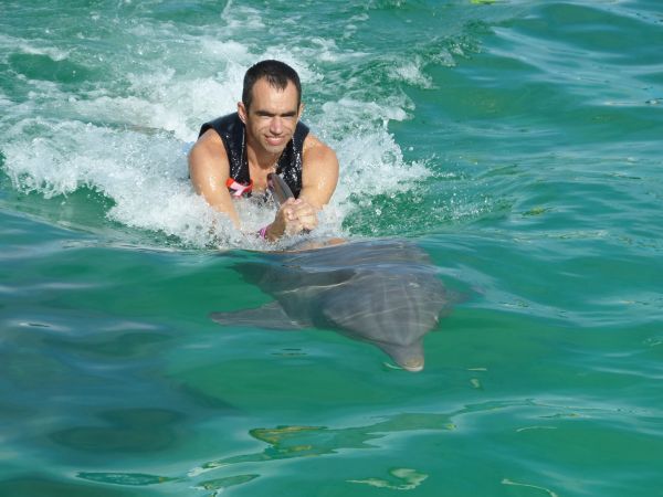 Agua,Golfinho,Doğa,Piscina