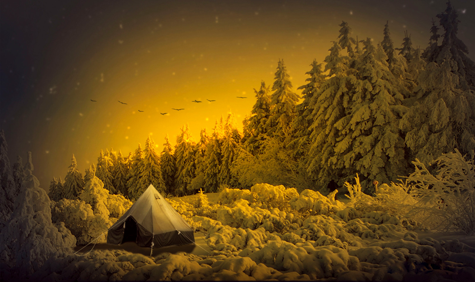 beautiful, birds, fantastic, nature, night, snow, tent, tree, view, winter