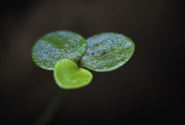 растение,Жидкий,terrestrial plant,Макрос,цветущее растение,Однолетнее растение