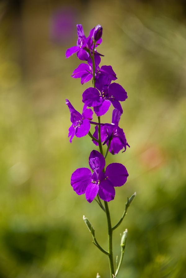 花,性质,厂