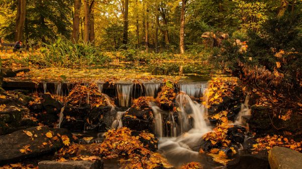 Cachoeira,Flores,estepe,La forêt,La nature,correnteza