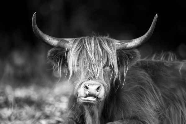 ferme,animal,noir et blanc,bétail,campagne,mignonne