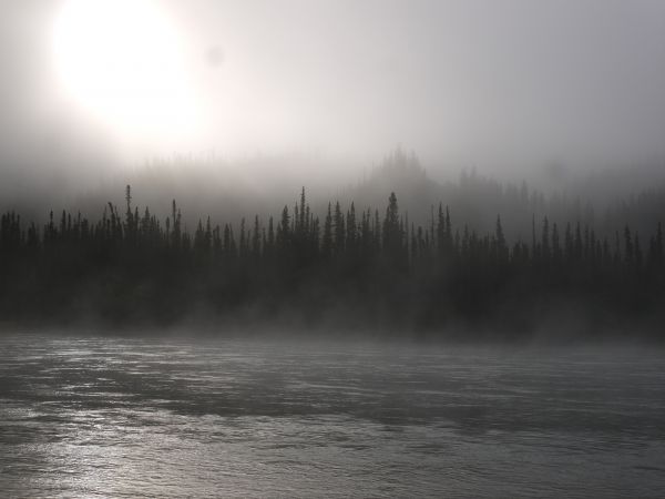 baum,Canada,mørk,Dunkel,fluss,tåge