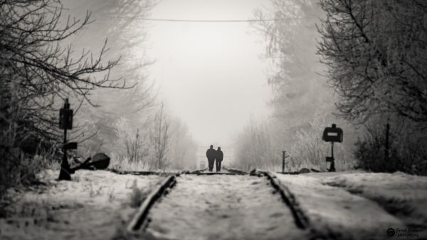 nebuloso,neve,Árvores,inverno,casal,Trilhos