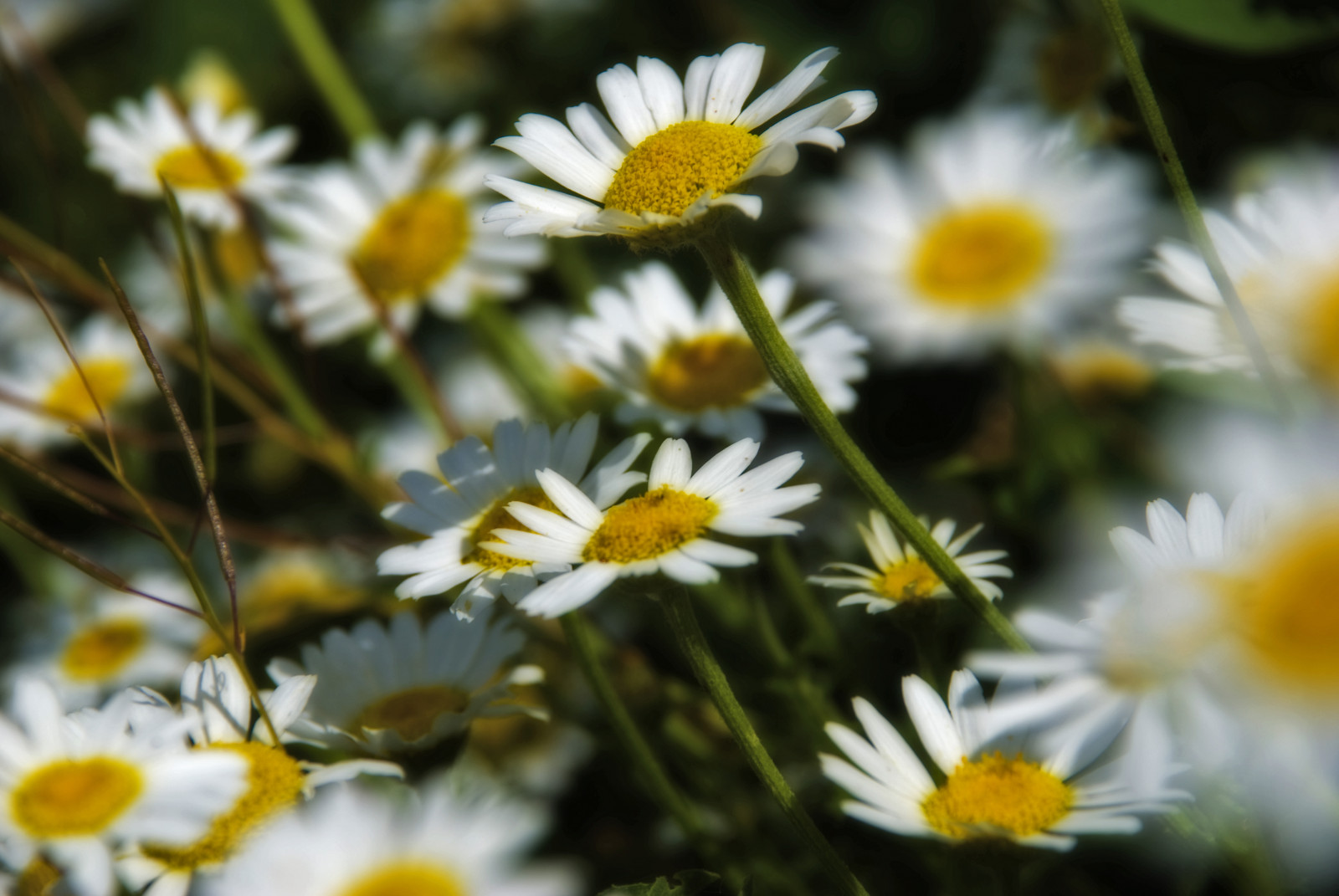 Daisy, blomst, natur, plante